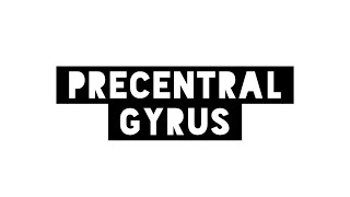 Precentral Gyrus – Primary Motor Cortex [upl. by Ayian215]