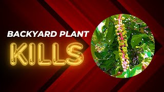 quotRemove This Deadly Plant from Your Yard Nowquot [upl. by Dahcir644]