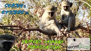 Not all fun and games updates on the second 8 orphan monkeys to arrive meet HampB troop Season3 ep38 [upl. by Elijah]