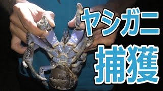 【巨大ヤシガニ現る】所持金0円で釣り生活 5話【伊是名島編】 [upl. by Judith]