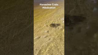 Horseshoe Crabs on vacation in Sanibel Island horseshoecrab dedication sanibelisland [upl. by Ramas]