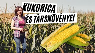 Kukorica és a helyes növénytársítás 🌽  tök és bab a quotjó szomszédquot I Kreatív Farmer [upl. by Atiz220]