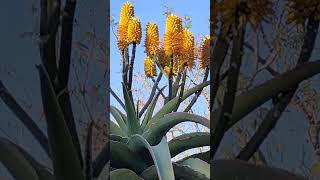 Aloe arborescente [upl. by Groot783]