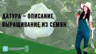 Датура — описание выращивание из семян [upl. by Linad]