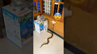 Ball python 😳 ballphyton shots shortvideo shotsfeed [upl. by Amatruda]