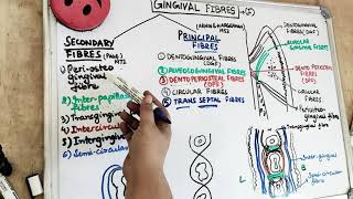 gingival fibers types [upl. by Hamner]