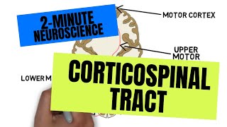 2Minute Neuroscience Corticospinal Tract [upl. by Buddy88]