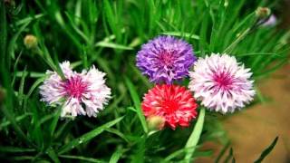 Cornflower HD1080p [upl. by Demodena]