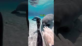 Manatee FLIRTS with scuba diver in Florida [upl. by Aronaele]