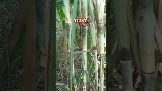 17231 sugarcane variety [upl. by Ahsinrac]