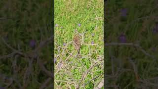 Yellowhammer Emberiza citrinella Овсянка  Bird watching Samsung Galaxy S23 Ultra 4k 60fps birds [upl. by Lobel65]