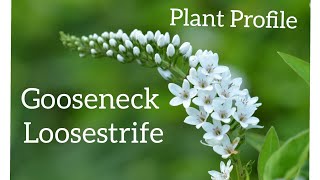 Growing Gooseneck Loosestrife  Plant Care [upl. by Payne]