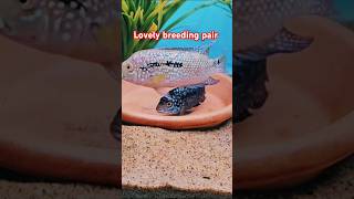 Cichlid fish breeding pair Eggs shortsviral shortsfeed ytshort shortvideo shorts short [upl. by Naziaf]