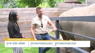 Behind The Scenes With Rhinos At The Potawatomi Zoo [upl. by Fritz]