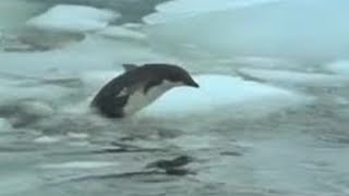 Penguin vs Leopard Seal  BBC Studios [upl. by Ayaj]