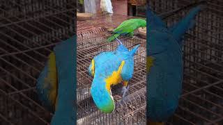 Exotic Parrots at Saddar Birds Market Karachi  Macaw Parrot Cockatoo [upl. by Mackie877]