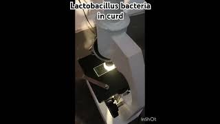 lactobacillus bacteria under microscope sciencestars lactobacillus shorts youtubeshorts [upl. by Three]