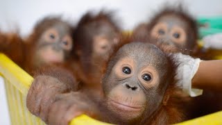 Baby Orangutan Bedtime at the BOS Nyaru Menteng Baby House [upl. by Anivahs]