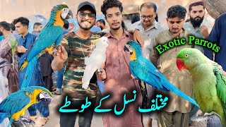 Exotic Birds and Parrots Market Lalukhet Karachi  Birds Market 2024 Latest Update in Urdu Hindi [upl. by Enaenaj]