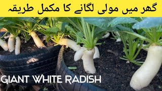 Growing White Radish From Seeds  IN 40 DAYS [upl. by Matta253]