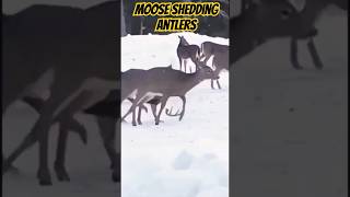 Moose deer shedding Antlers deerhunting wildlife hunting [upl. by Ssepmet]