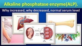 Alkaline phosphatase enzymeALP why increaseddecreasednormal range [upl. by Stormy340]