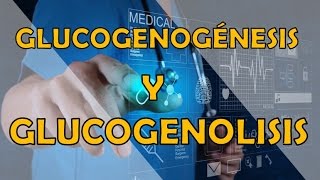 GLUCOGENOGÉNESIS Y GLUCOGENOLISIS [upl. by Assirk]