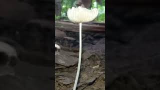 Beautiful Coprinopsis lagopus mushroom fungi mushroom [upl. by Esdras928]