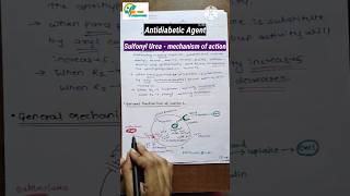 antidiabetic agents insulin and insulin preparation sufonyl urea moa Tolbutamide synthesis sar moa [upl. by Krista]