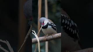 Diamond Firetail bird birds natureandbirdssoundsrelaxingmusic nature beautifulbirds [upl. by Anonyw131]