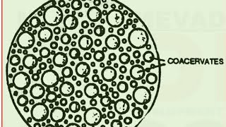 EvolutionOrigin of lifeL5 Protobiontscoacervates and microspheres class12th [upl. by Sergei]