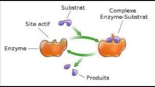 Rôle et mode daction des enzymes [upl. by Nolte872]