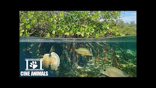 MANGROVES  The Beautiful Habitats on Earth  Wildlife amp Nature Documentary 2022 [upl. by Simmie788]