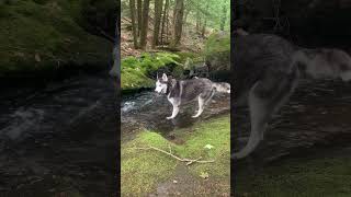 Adventure Awaits hikingwithdogs husky outdoors hiking fyp [upl. by Rotce157]