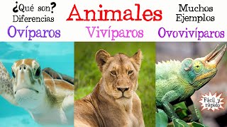 🐝Animales Ovíparos Vivíparos y Ovovivíparos🐠 Fácil y Rápido  BIOLOGÍA [upl. by Pitts]