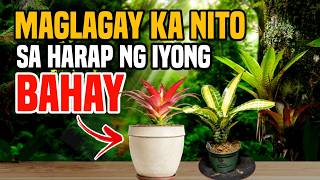 BAKIT DAPAT MERON KA NG HALAMANG BROMELIAD SA HARAP NG IYONG BAHAY [upl. by Deborath]