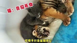 【笑亿天】猫：今天我踹不死你，就勒死你 [upl. by Surat]