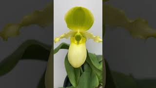 Paphiopedilum Pinocchio album [upl. by Furtek]