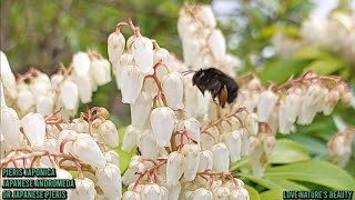 Enjoy Beautiful Garden Plants  Pieris JaponicaInflorescence  Love natures beauty [upl. by Melar]