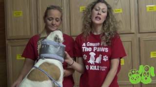 Homemade ECollar for Dogs  PETS Clinic  Wichita Falls Texas [upl. by Belter]