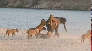 Young elephant survives attack by 14 Lions  New York Post [upl. by Gawen924]