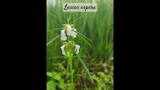 Wayside Weed  Leucas aspera [upl. by Trev]