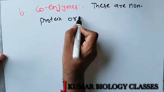 CONJUGATE ENZYME  HOLOENZYME  APOENZYME  COFACTOR INORGANIC GROUP  PROSTHETIC GROUP  CONJUGAT [upl. by Nicolis]