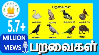 பறவைகள்  Learn Tamil Birds Name video for Kids and Children [upl. by Wyndham]