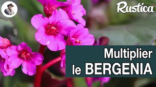 Multiplier un bergenia par bouturage [upl. by Gal66]