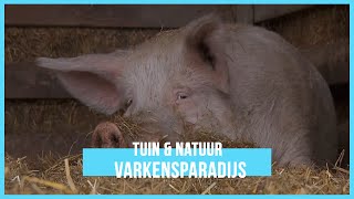 Bijzonder weeshuis voor varkens  BinnensteBuiten [upl. by Adnalahs920]