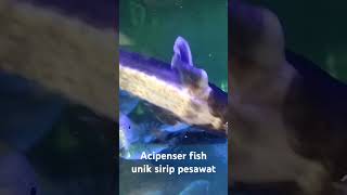 ACIPENSER fish unik MIRIP PESAWAT TEMPUR ikan aquarium [upl. by Kurth]