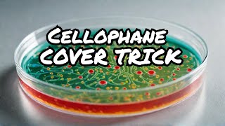 Why Cover a Petri Dish with Cellophane Simple Explanation and Science behind It [upl. by Steddman]