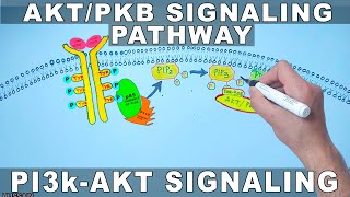 AKTPKB Signaling Pathway  PI3k Signaling [upl. by Arteid]