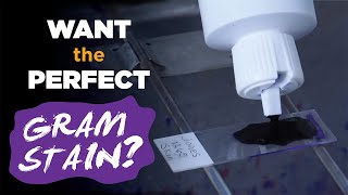 How to prepare the perfect Gram stain  Gram staining procedure [upl. by Eirrehs]